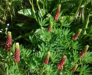 Pink lupins beginning to bloom