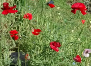 fieldpoppy