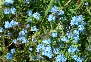 Forget-me-nots - tiny light blue flowers that bloom annually in early spring