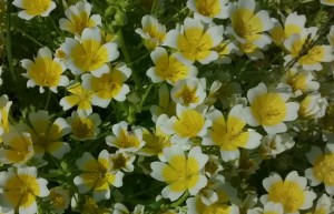 Poached egg flowers